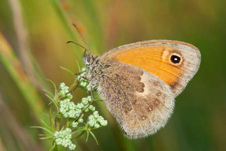 The Small Heath, Coenonympha pamphilus, photographed in natureの写真素材