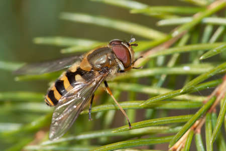 A species of Syrphus, hoverfly, photographed in nature