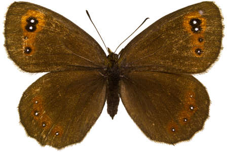 Dorsal view of Erebia aethiops (Scotch Argus) butterfly isolated on white background.