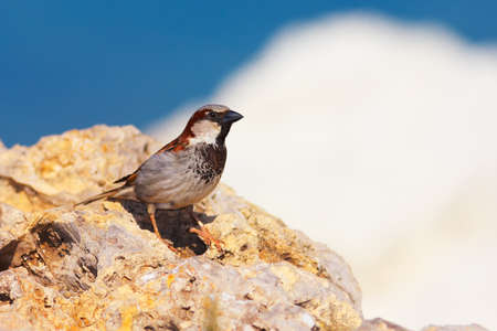 Passer domesticus (House Sparrow) sitting on a rock against blue sky.の写真素材