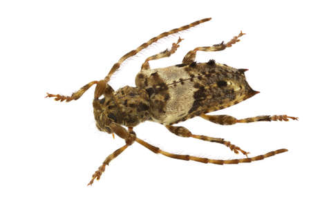 Pogonocherus pepa cerambycidae isolated on white background.の写真素材