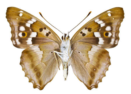 Ventral view of Aglais ilia (Lesser Purple Emperor) butterfly isolated on white background.の写真素材