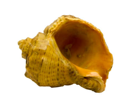 shell