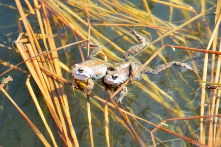 Two common frogs in the pond
