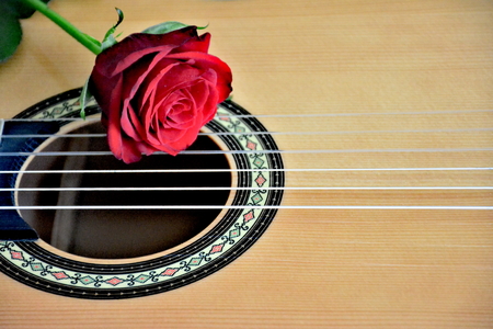 Red rose on guitar, close up viewの写真素材