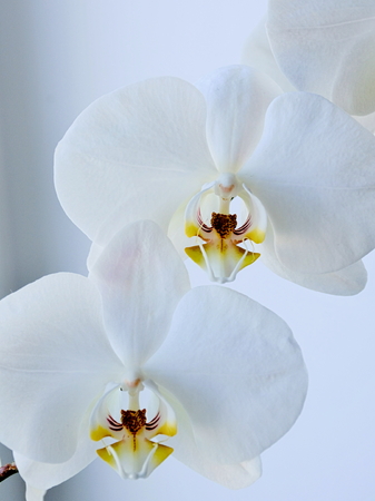 White orchids on white backgroundの写真素材