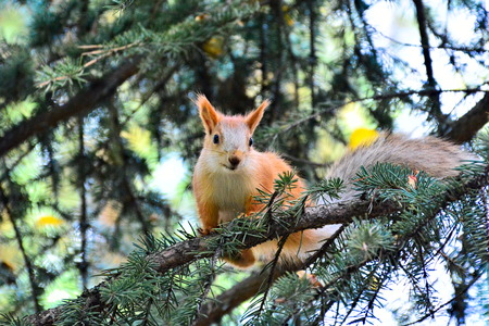 Red squirrel sitting on spruce branchの写真素材