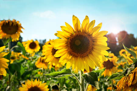 Sunflower in summer dayの写真素材