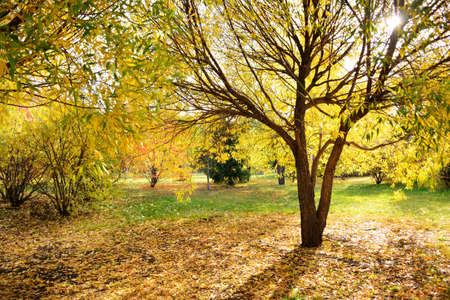 Golden autumn scenery with willows, horizontal backgroundの写真素材