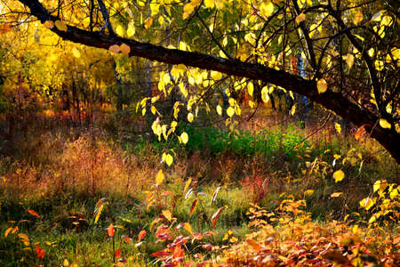 Bright golden autumn scenery, horizontal backgroundの写真素材