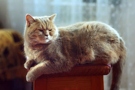 Scottish straight-eared cat lying at chairの写真素材