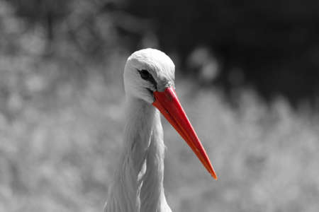 the storkの写真素材