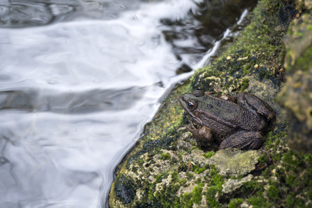 A cute frog is standing on a mossy rock near waterの写真素材