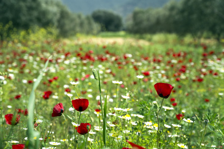 Red Poppy and white daisy flowers in a natural green fieldの写真素材