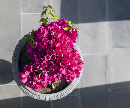 Decorative aegean and mediterranian flower begonia in a vaseの写真素材
