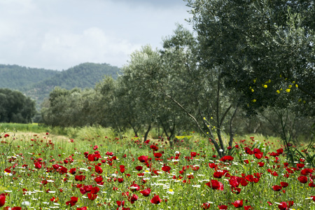 Red Poppy and white daisy flowers in a natural green fieldの写真素材