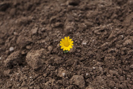 Yellow chamomile flower is growing up in a fieldの写真素材