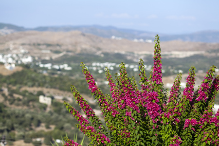 Decorative aegean and mediterranian flower begoniaの写真素材