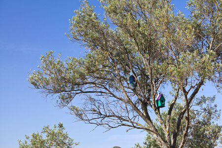Colorful decorative bird houses on olive treeの写真素材
