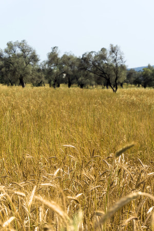 Glean field in agricultural area at mediterranean countryの写真素材