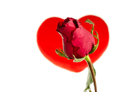 red rose on white backgroundの写真素材