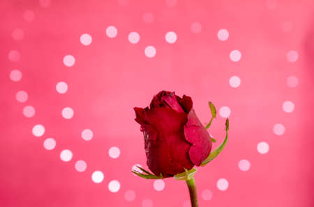 red rose on heart bokeh backgroundの写真素材