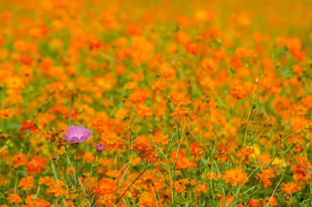 cosmos fieldの写真素材
