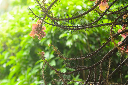 flower of Cannon Ball Tree, Sal Tree, Sal of Indiaの写真素材