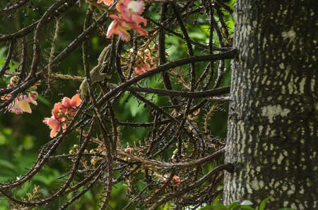 flower of Cannon Ball Tree, Sal Tree, Sal of India