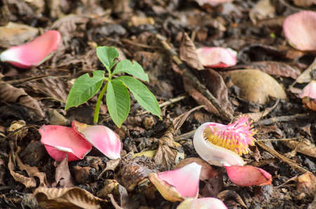 young plant growth near cannon ball tree