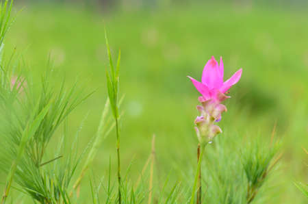 Siam Tulip are blooming, Sai Thong National Park, Chaiyaphumの写真素材