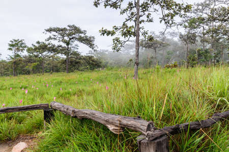explore way the tulip fieldsの写真素材