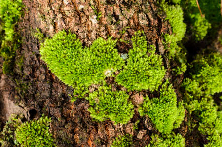 Green moss growing on the treesの写真素材