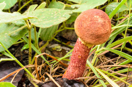 Mushrooms that occur in the wildの写真素材