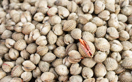 cockle in the marketの写真素材