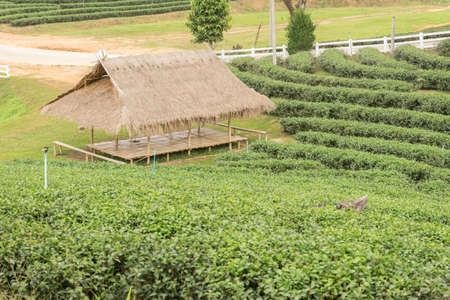 old cottage in tea plantationsの写真素材