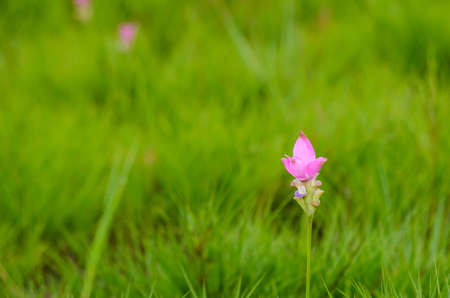 Siam Tulip are blooming, Sai Thong National Park, Chaiyaphumの写真素材