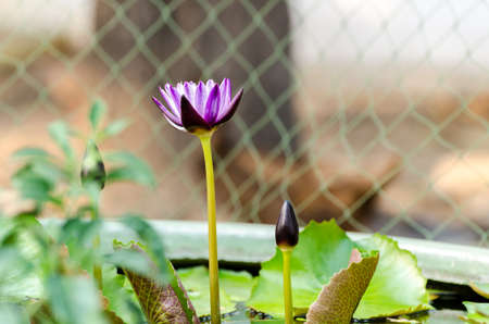 purple lotus blooming and two lotus promisingの写真素材
