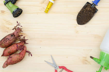 tools for sweet potato farmingの写真素材