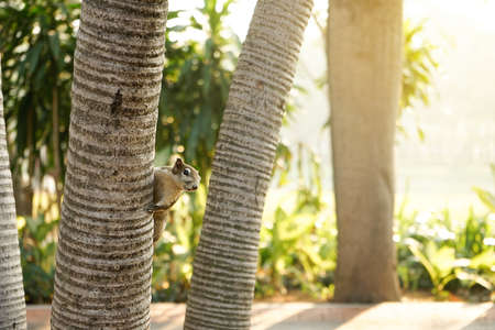 Squirrel held out of the tree with suspicion.の写真素材