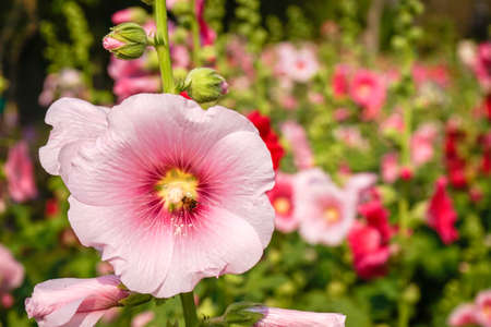 Pink flowers blooming and bee pollinatingの写真素材