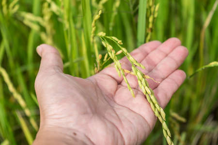 hand holding beautiful rice grainsの写真素材