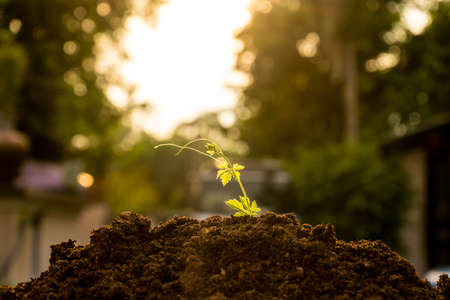 baby ivy gourd in soil with sun ray background. local vegetable for soup in thailandの写真素材