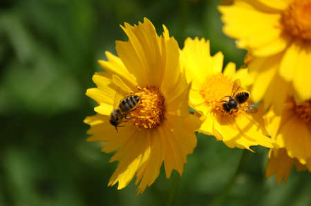 Bees at work