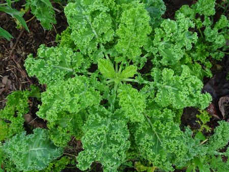 Organically grown Kale in an urban area in Costa Ricaのeditorial素材
