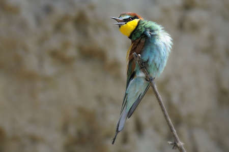 bee eater sitting on a branch against blured background