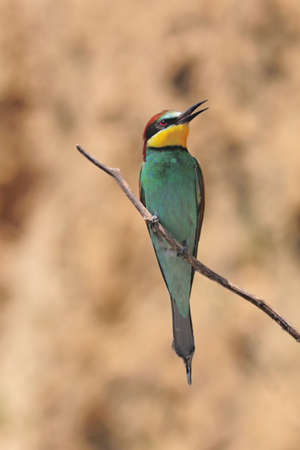 bee eater sitting on a branch against blured backgroundの写真素材