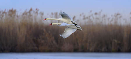 a couple of swan flying over the danubeの写真素材