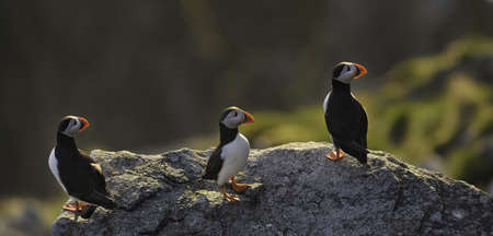 three atlantic puffins sitting on a cliffの写真素材
