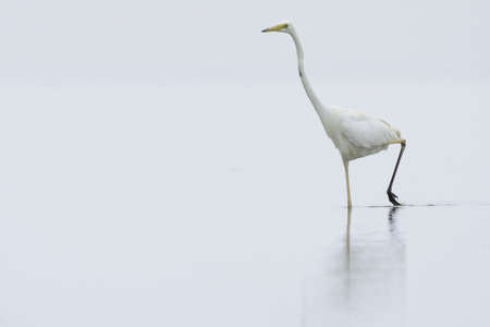 white egret against white backgroundの写真素材